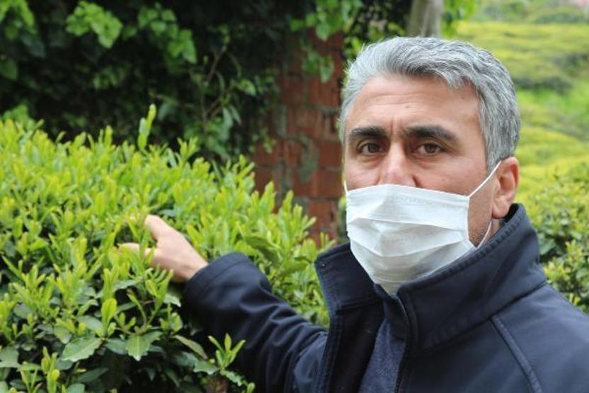 Doğu Karadeniz’de yaş çay hasadı başladı