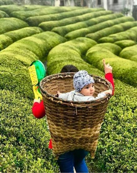 Doğu Karadeniz’de yaş çay hasadı başladı