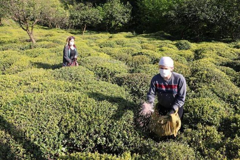 Doğu Karadeniz’de yaş çay hasadı başladı