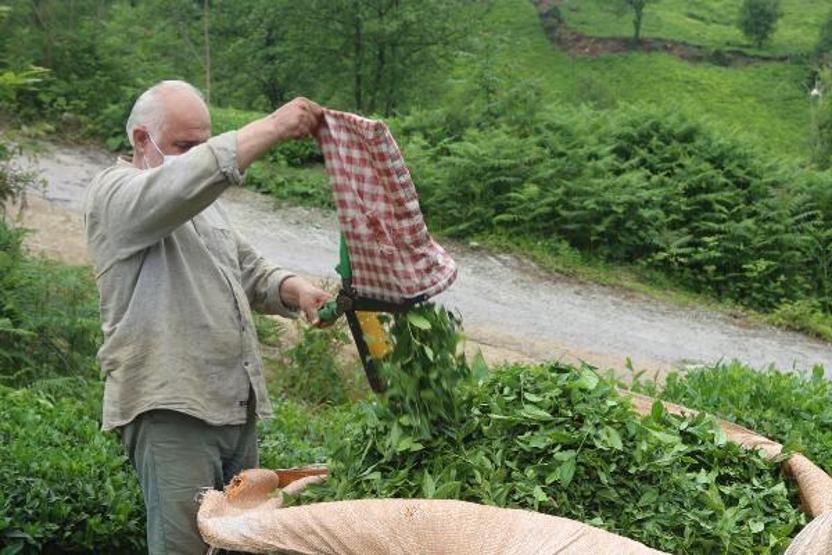 Doğu Karadeniz’de yaş çay hasadı başladı