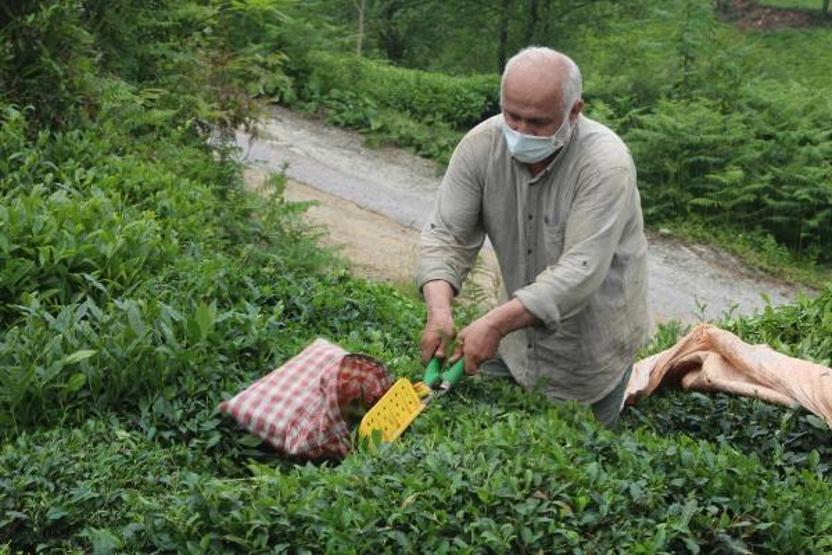 Doğu Karadeniz’de yaş çay hasadı başladı