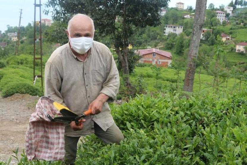 Doğu Karadeniz’de yaş çay hasadı başladı