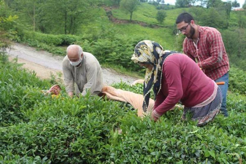 Doğu Karadeniz’de yaş çay hasadı başladı