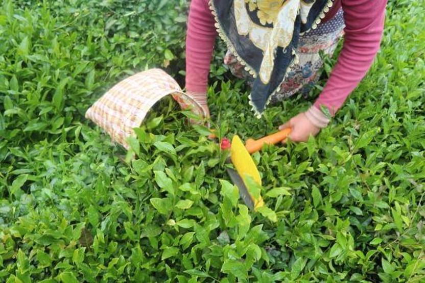 Doğu Karadeniz’de yaş çay hasadı başladı
