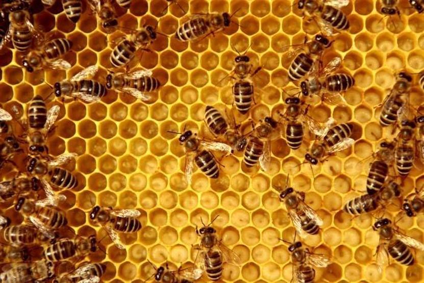 Grip, KOAH, bronşit ve koronavirüse karşı koruyucu etkisi var Kışa girerken satışlar patladı