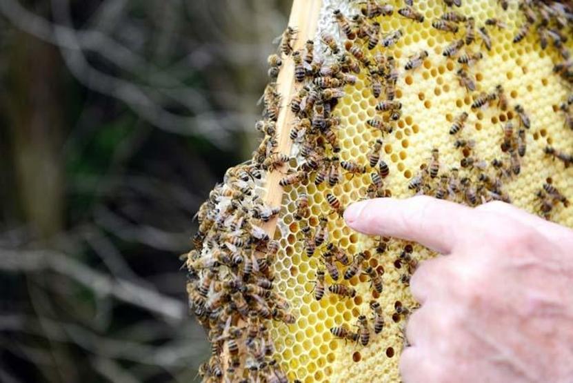 Grip, KOAH, bronşit ve koronavirüse karşı koruyucu etkisi var Kışa girerken satışlar patladı