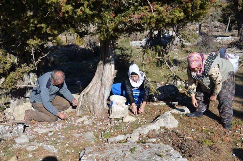 Doğal şifa kaynağı Toroslardan toplanıyor sadece pekmez olarak tüketiliyor