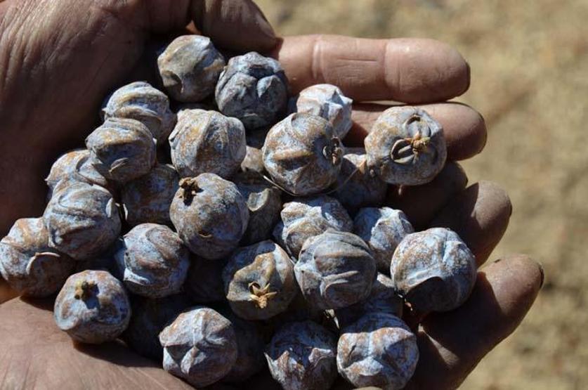 Doğal şifa kaynağı Toroslardan toplanıyor sadece pekmez olarak tüketiliyor