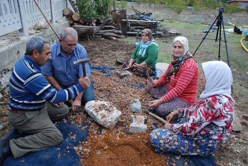 Doğal şifa kaynağı Toroslardan toplanıyor sadece pekmez olarak tüketiliyor
