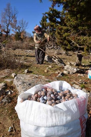 Doğal şifa kaynağı Toroslardan toplanıyor sadece pekmez olarak tüketiliyor