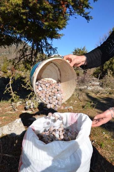 Doğal şifa kaynağı Toroslardan toplanıyor sadece pekmez olarak tüketiliyor
