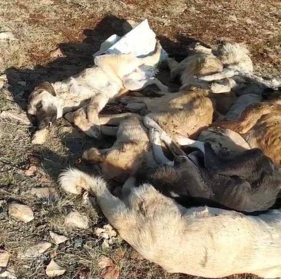 Boş arazide baygın halde bulundular Belediye koruma altına aldı