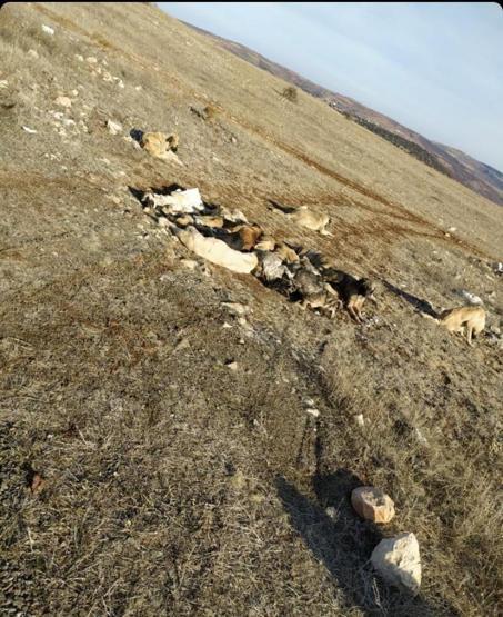 Boş arazide baygın halde bulundular Belediye koruma altına aldı