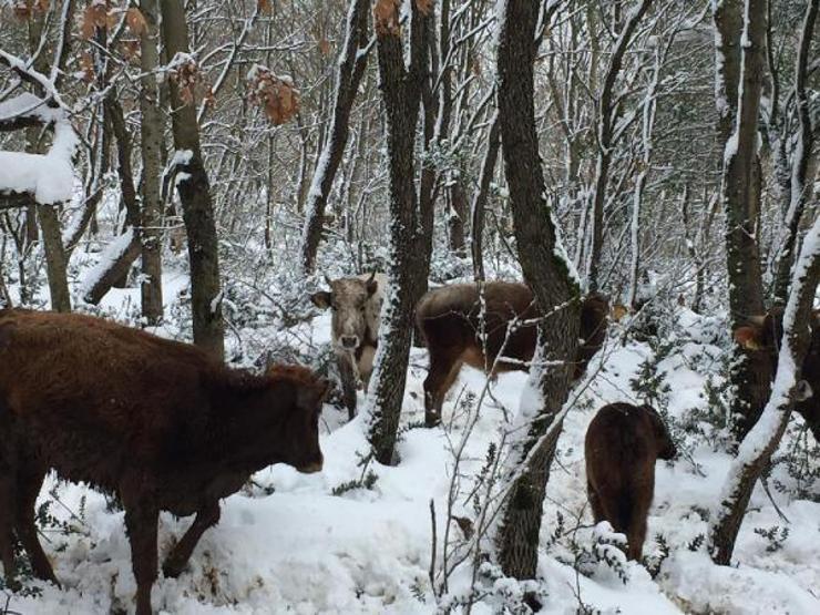 Şilede ahır çöktü: Hayvanlar enkaz altında kaldı