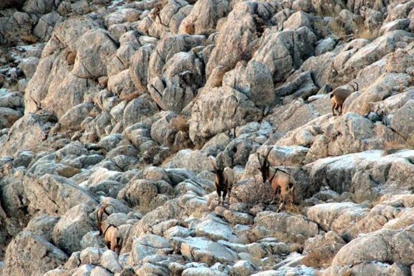 Yaban keçilerinin peşine düşen avcılar fotokapana yakalandı
