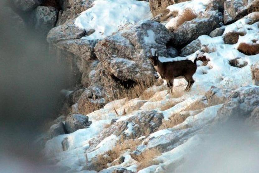 Yaban keçilerinin peşine düşen avcılar fotokapana yakalandı