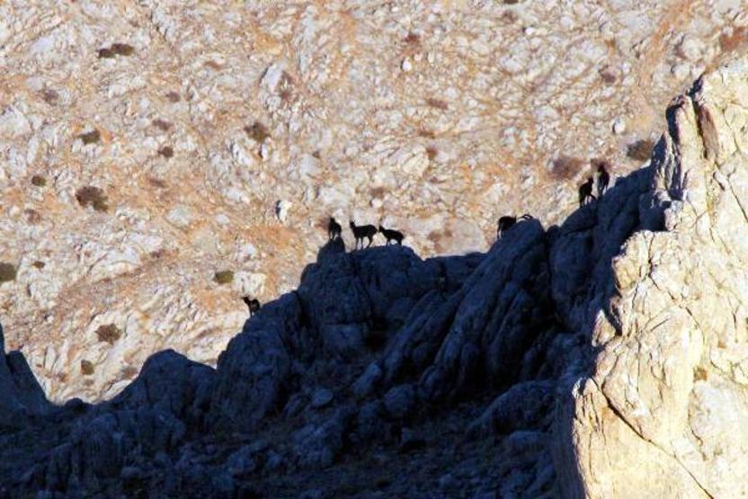 Yaban keçilerinin peşine düşen avcılar fotokapana yakalandı