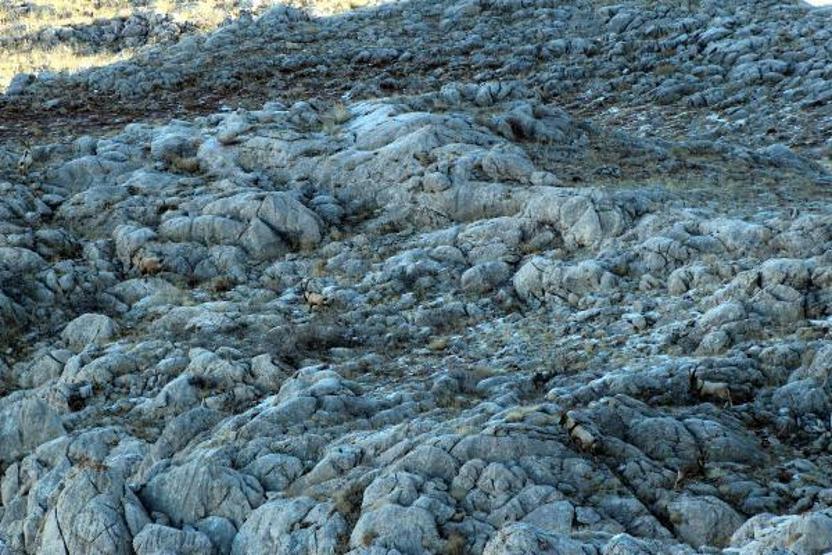 Yaban keçilerinin peşine düşen avcılar fotokapana yakalandı