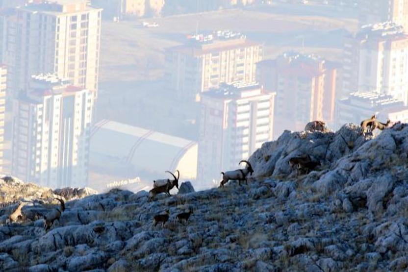 Yaban keçilerinin peşine düşen avcılar fotokapana yakalandı