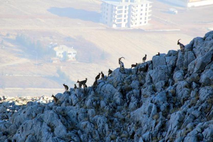 Yaban keçilerinin peşine düşen avcılar fotokapana yakalandı
