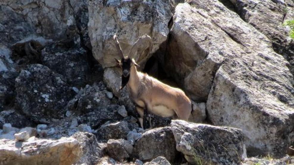 Yaban keçilerinin peşine düşen avcılar fotokapana yakalandı