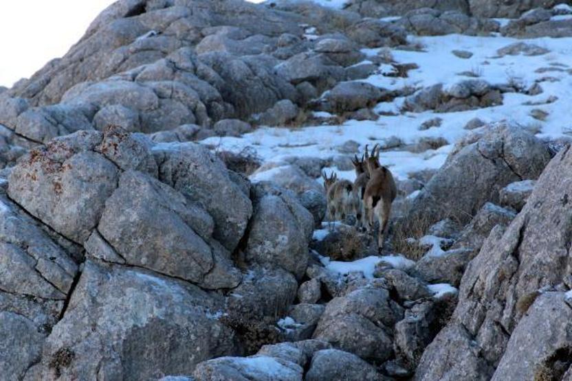 Yaban keçilerinin peşine düşen avcılar fotokapana yakalandı