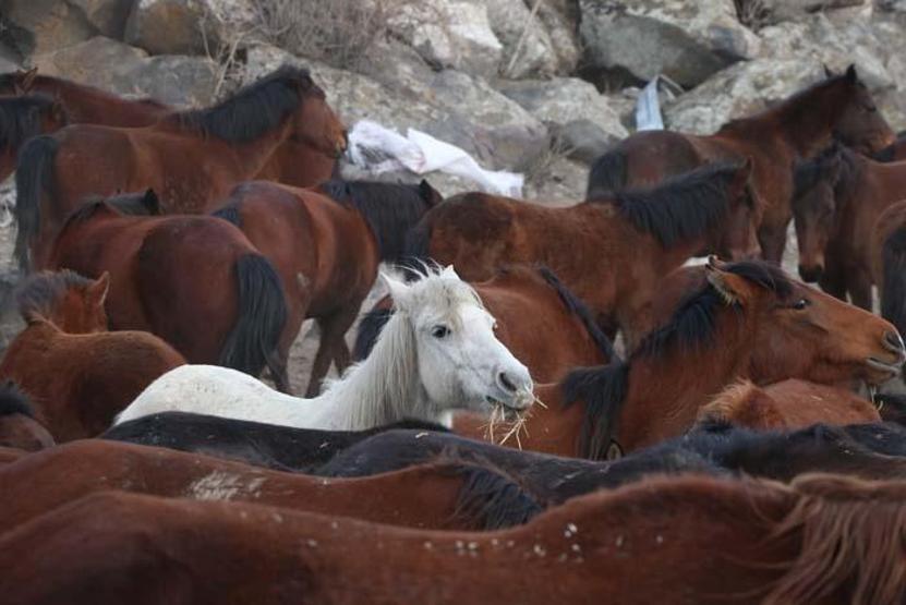 Fotoğraf tutkunlarının yeni gözdesi; Yılkı atlarıyla ünlü Hürmetçi Sazlığı
