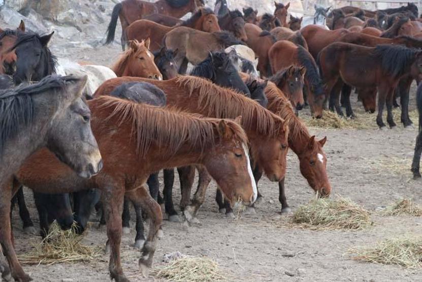 Fotoğraf tutkunlarının yeni gözdesi; Yılkı atlarıyla ünlü Hürmetçi Sazlığı