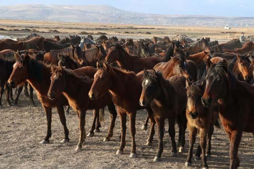 Fotoğraf tutkunlarının yeni gözdesi; Yılkı atlarıyla ünlü Hürmetçi Sazlığı