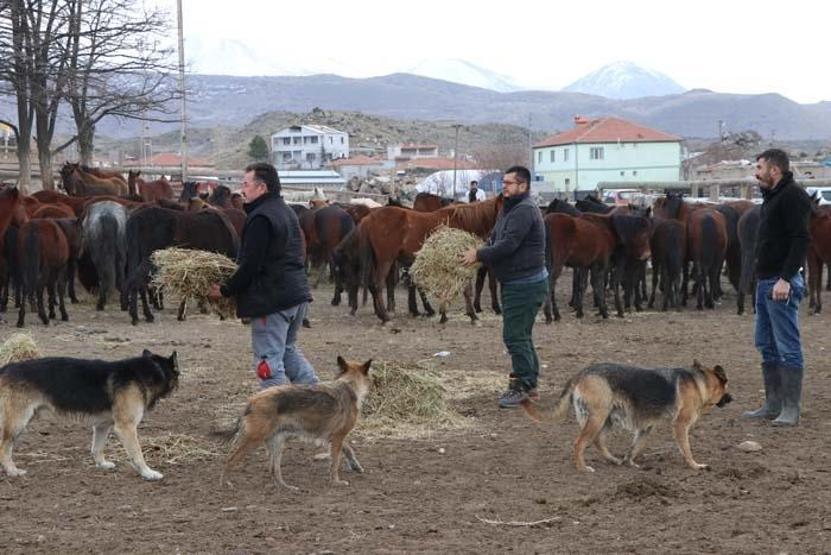 Fotoğraf tutkunlarının yeni gözdesi; Yılkı atlarıyla ünlü Hürmetçi Sazlığı