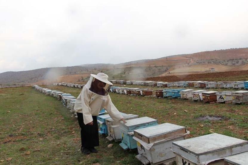 40 kovanla başladığı arıcılıkta 300 kovana ulaşan kadın girişimci markalaşmayı amaçlıyor