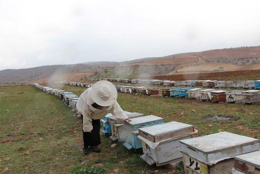 40 kovanla başladığı arıcılıkta 300 kovana ulaşan kadın girişimci markalaşmayı amaçlıyor