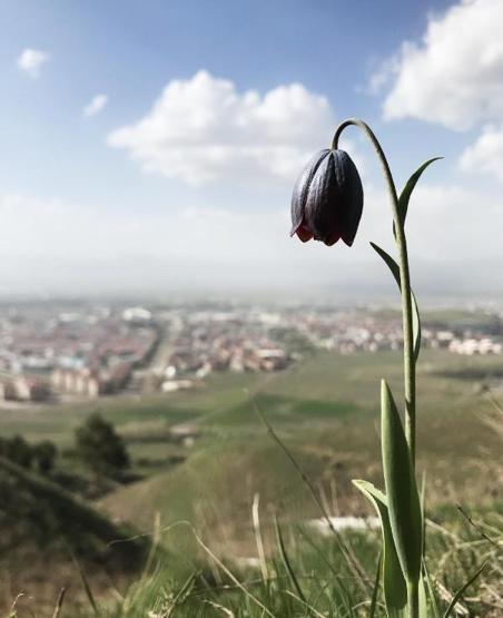 Mor renkli ters laleler göz kamaştırıyor