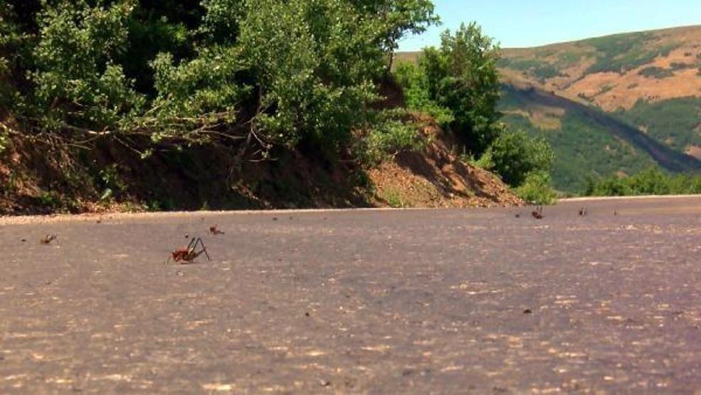 Çekirgeler Muş Ovasına doğru ilerliyor