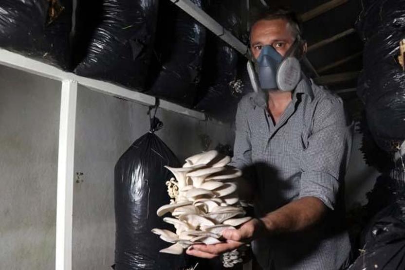 10 metrekarede başladığı istiridye mantarı üretimini 3 yılda 60 tona çıkardı