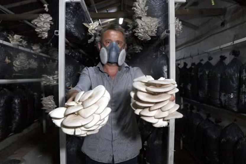 10 metrekarede başladığı istiridye mantarı üretimini 3 yılda 60 tona çıkardı