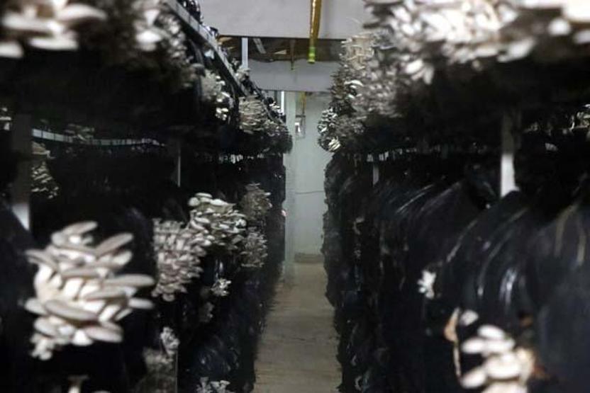 10 metrekarede başladığı istiridye mantarı üretimini 3 yılda 60 tona çıkardı