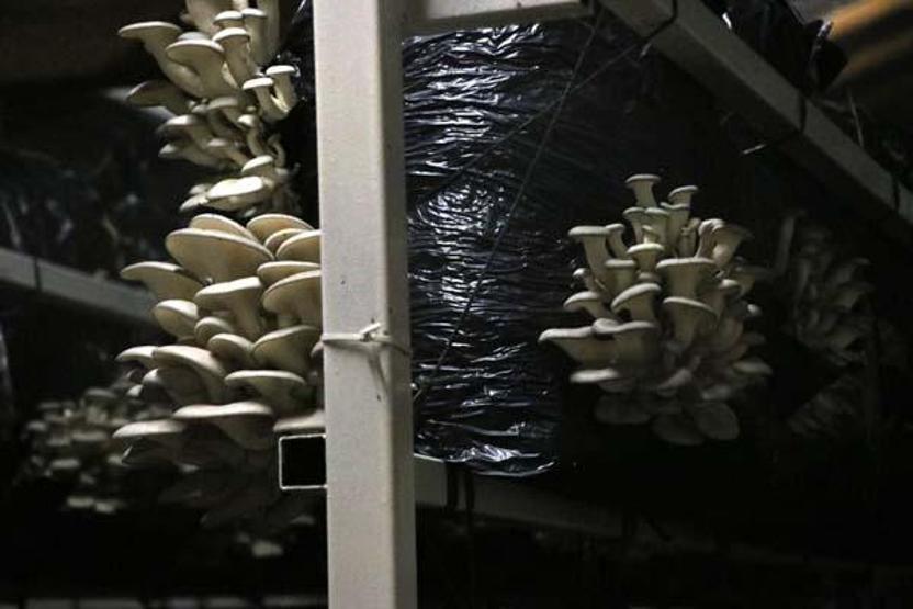 10 metrekarede başladığı istiridye mantarı üretimini 3 yılda 60 tona çıkardı