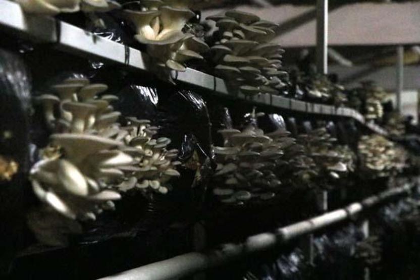10 metrekarede başladığı istiridye mantarı üretimini 3 yılda 60 tona çıkardı