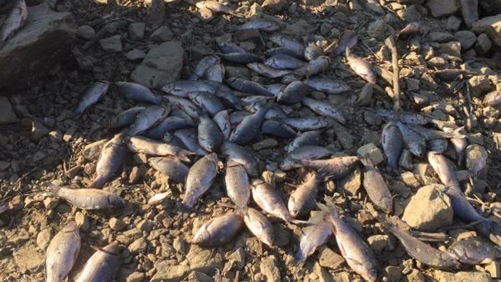 Suyun tahliye edildiği barajdan balık ölülerini sepetlerle topladılar