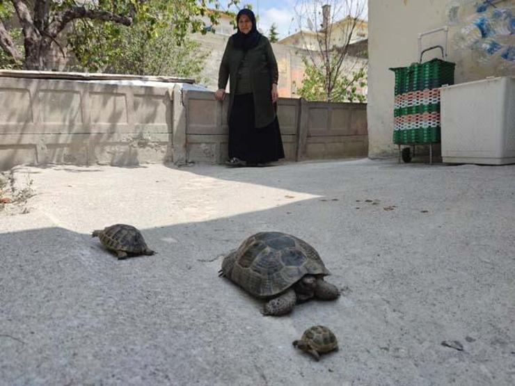 71 yaşındaki Zekiye Artut bahçesindeki 3 kaplumbağaya özenle bakıyor