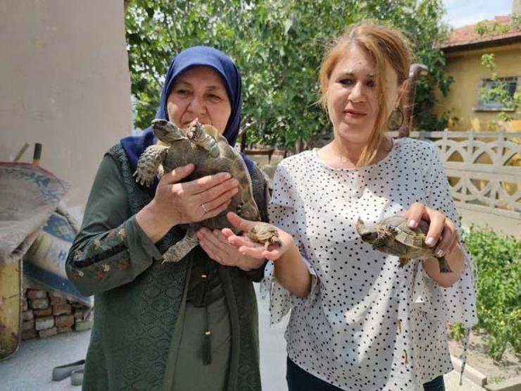 71 yaşındaki Zekiye Artut bahçesindeki 3 kaplumbağaya özenle bakıyor