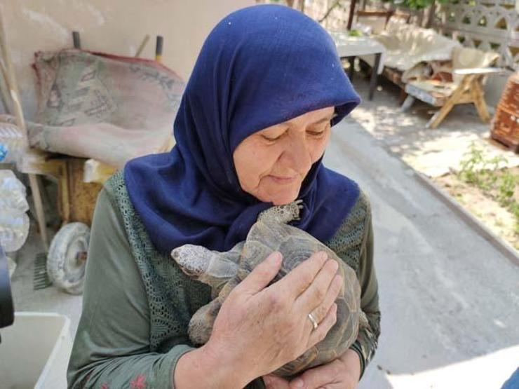 71 yaşındaki Zekiye Artut bahçesindeki 3 kaplumbağaya özenle bakıyor