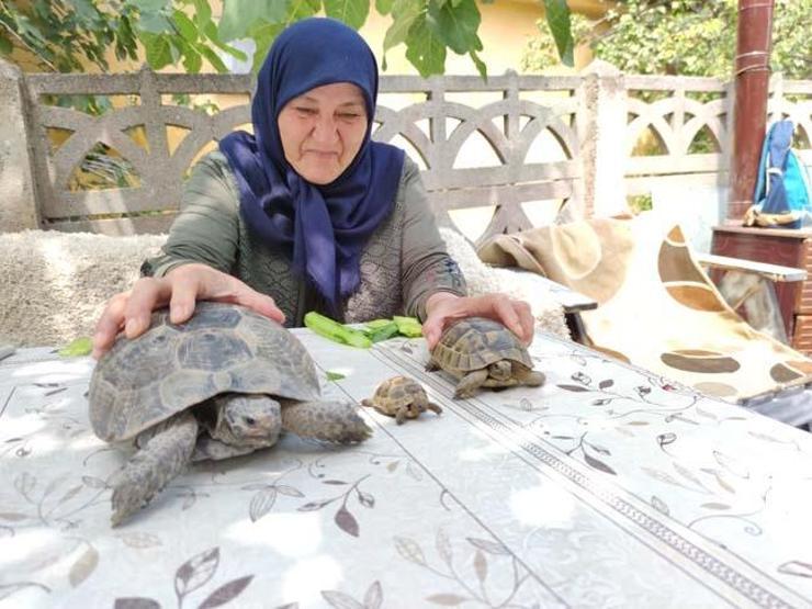 71 yaşındaki Zekiye Artut bahçesindeki 3 kaplumbağaya özenle bakıyor