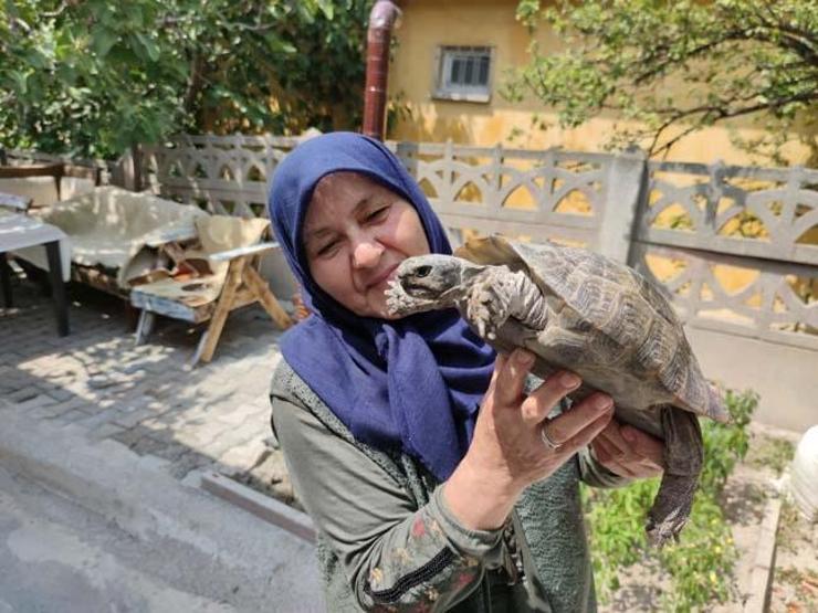 71 yaşındaki Zekiye Artut bahçesindeki 3 kaplumbağaya özenle bakıyor