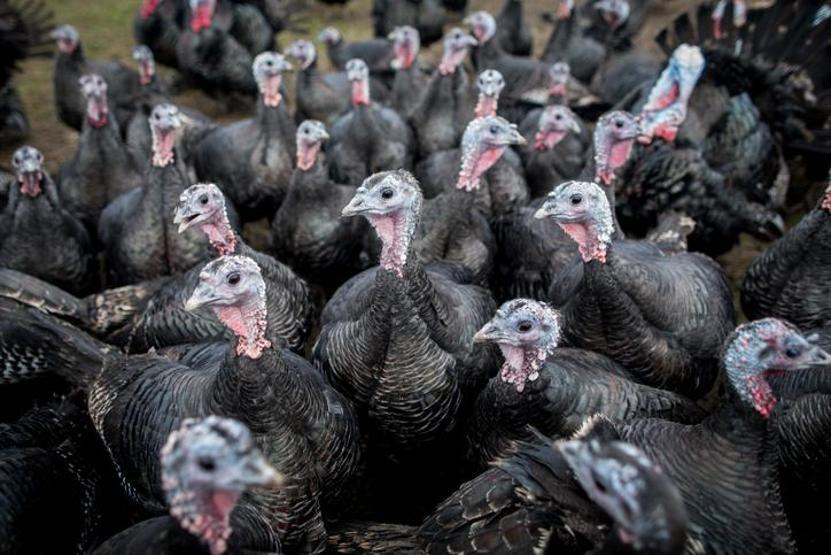 İngilterede tedarik krizinde ordunun devreye girmesi gündemde: Çiftçilerden de Noel için hindi kalmayacak uyarısı geldi