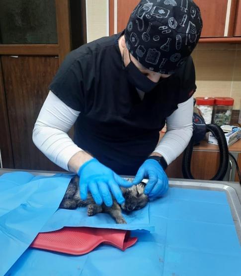 63 yavru köpek son anda ölümden kurtarıldı