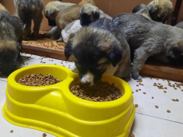 63 yavru köpek son anda ölümden kurtarıldı