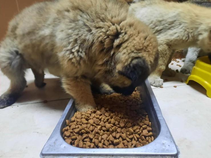 63 yavru köpek son anda ölümden kurtarıldı