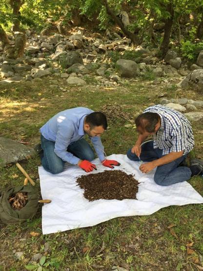 Dünyada sadece Kahramanmaraşta var Yeni örümcek türü keşfedildi